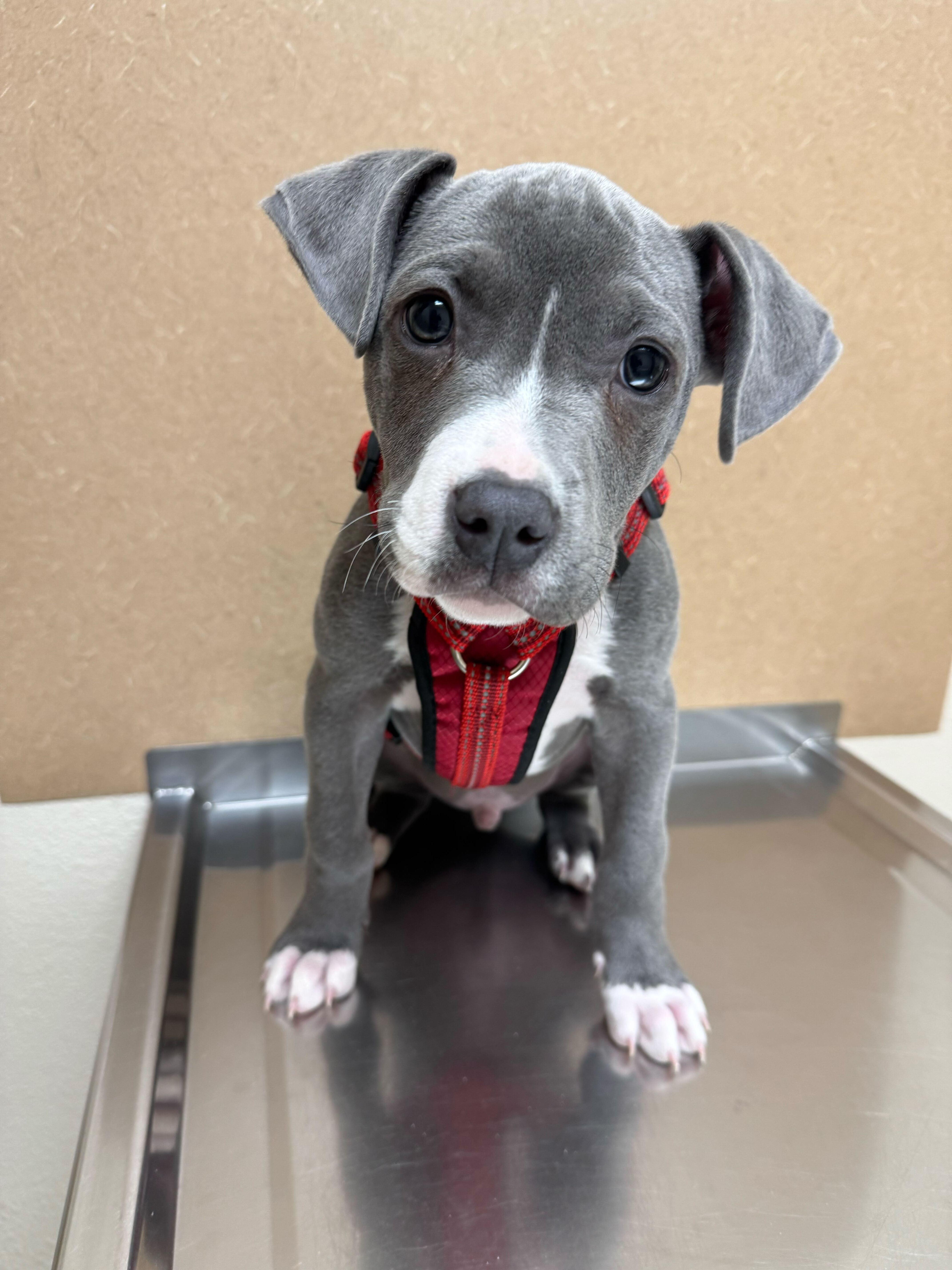 Enlarge Ducky, an adopted mixed breed in Cedar Rapids, IA image 6/6