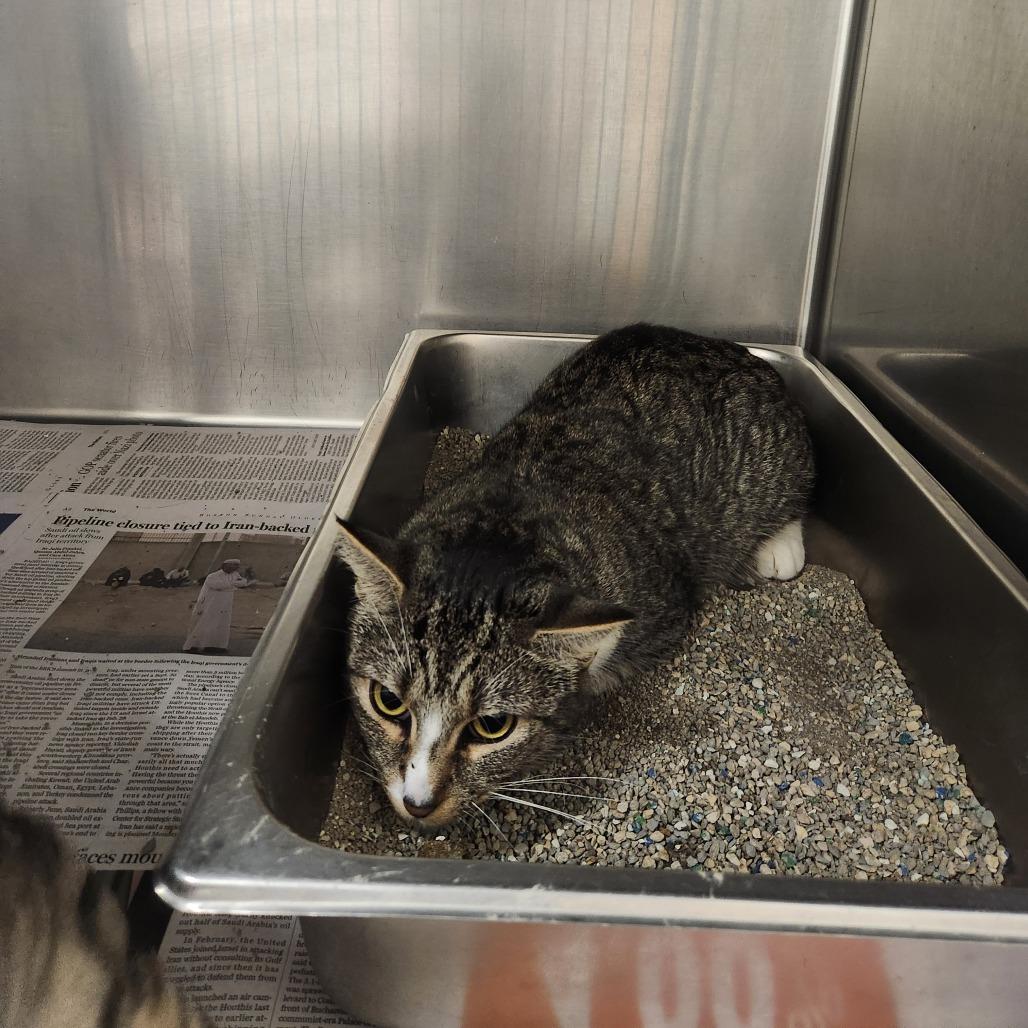 Possum, Adoptable, Adult Female Domestic Short Hair.