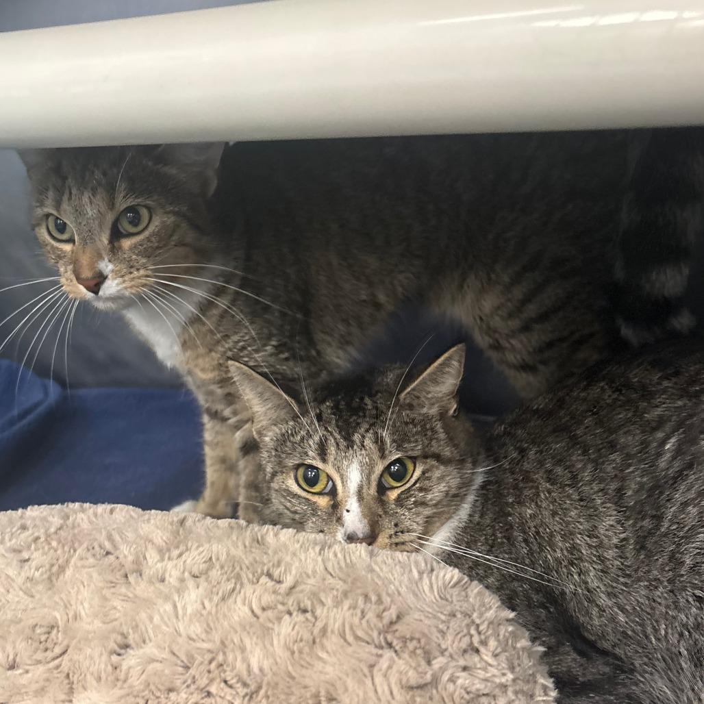 Enlarge Possum, a Adoptable Domestic Short Hair in Brockton, MA image 2/2