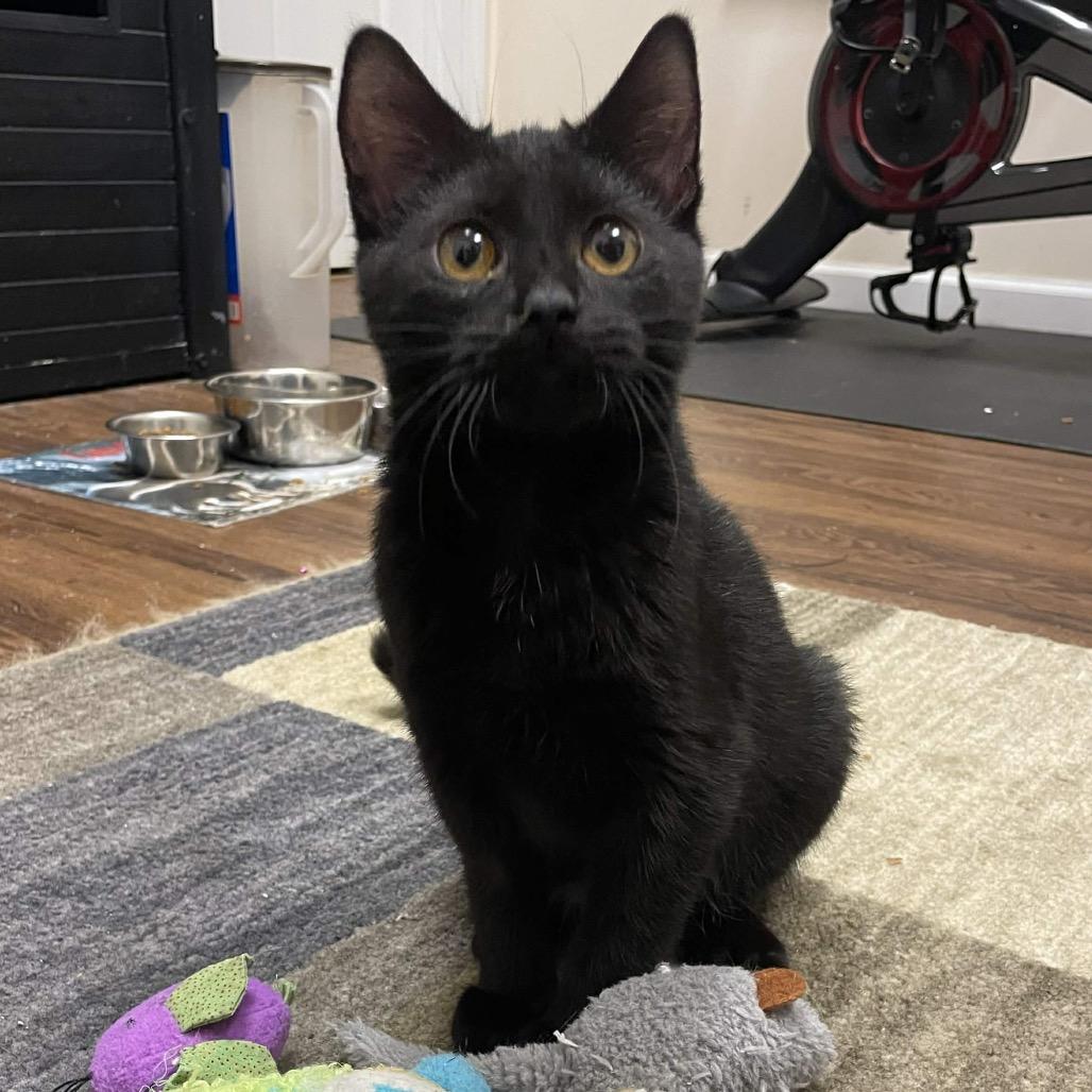 Enlarge Carmen Sandiego, a Adoptable Domestic Short Hair in Brevard, NC image 2/2