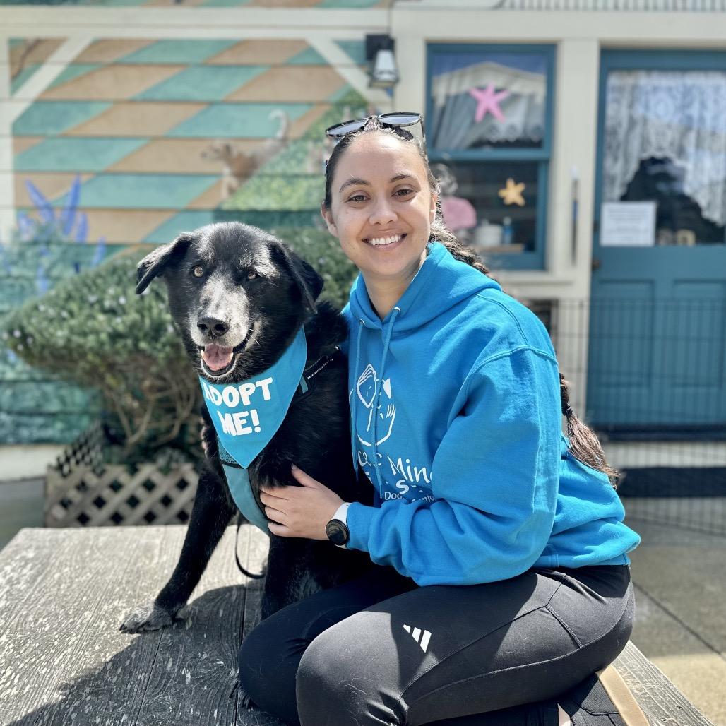 Buddy the Lab, Adoptable, Senior Male Labrador Retriever.