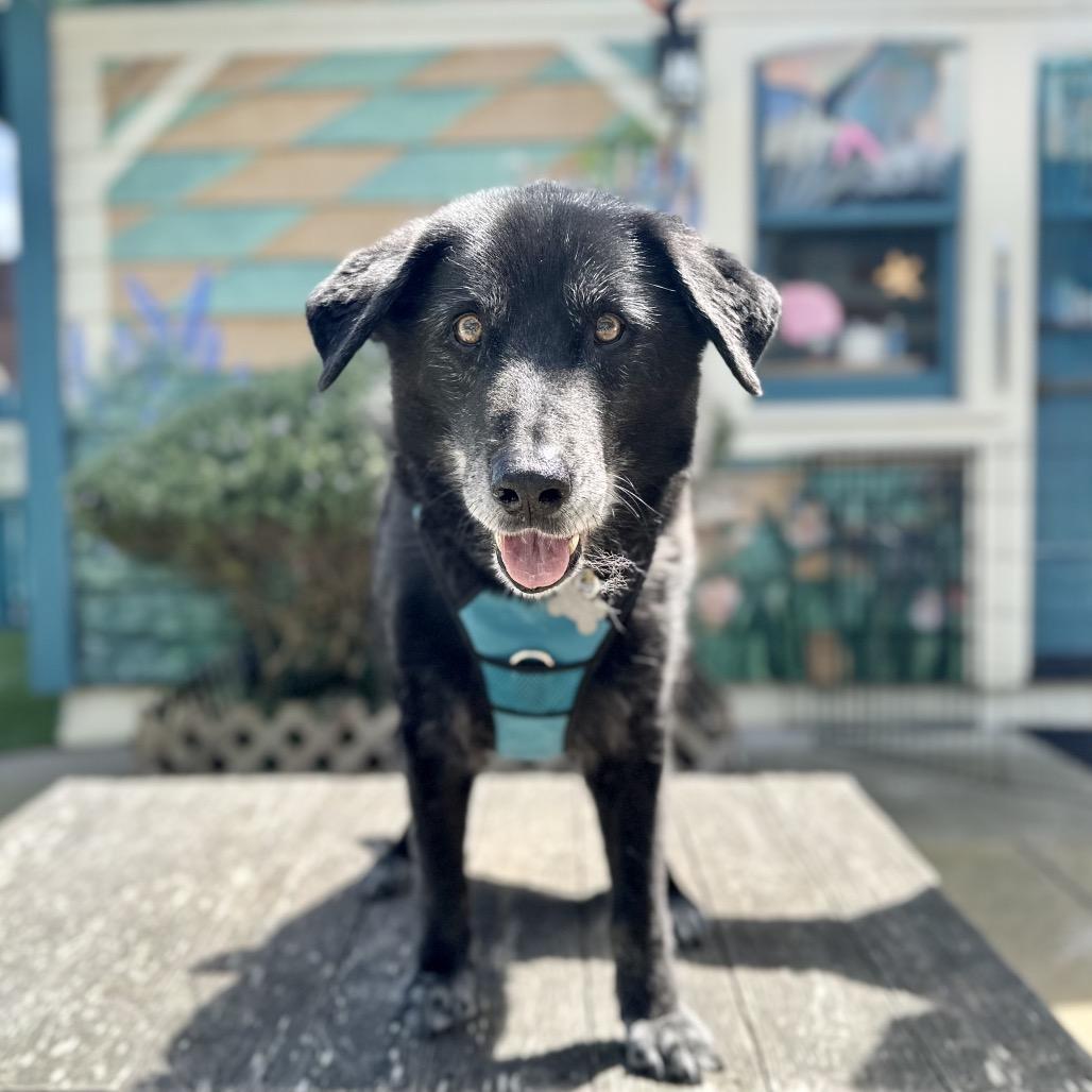 Enlarge Buddy the Lab, a Adoptable Labrador Retriever in Pacific Grove, CA image 2/4