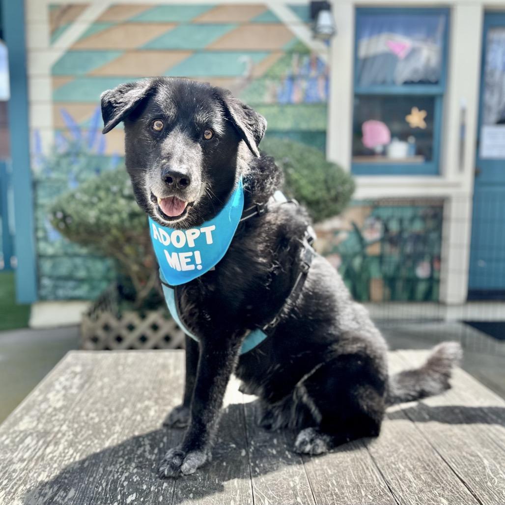 Enlarge Buddy the Lab, a Adoptable Labrador Retriever in Pacific Grove, CA image 3/4