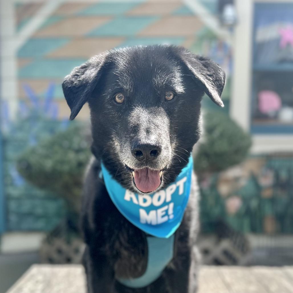 Enlarge Buddy the Lab, a Adoptable Labrador Retriever in Pacific Grove, CA image 4/4