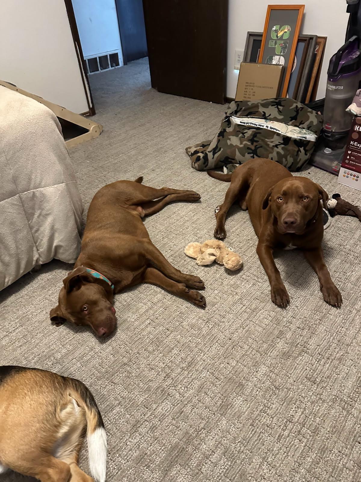 Mercury *BONDED W/ MARS, an adoptable Chocolate Labrador Retriever in Jamestown, ND, 58402 | Photo Image 5