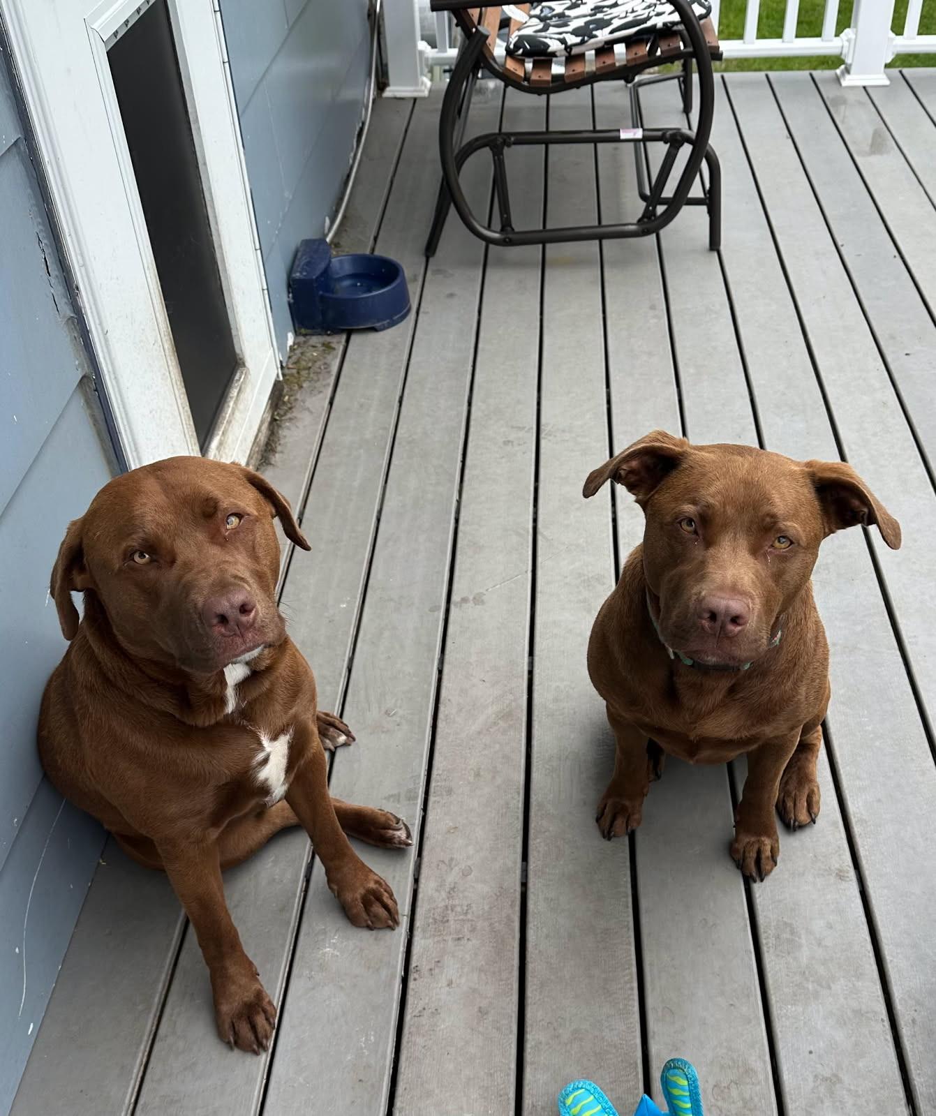 Mercury *BONDED W/ MARS, Adult Male Chocolate Labrador Retriever