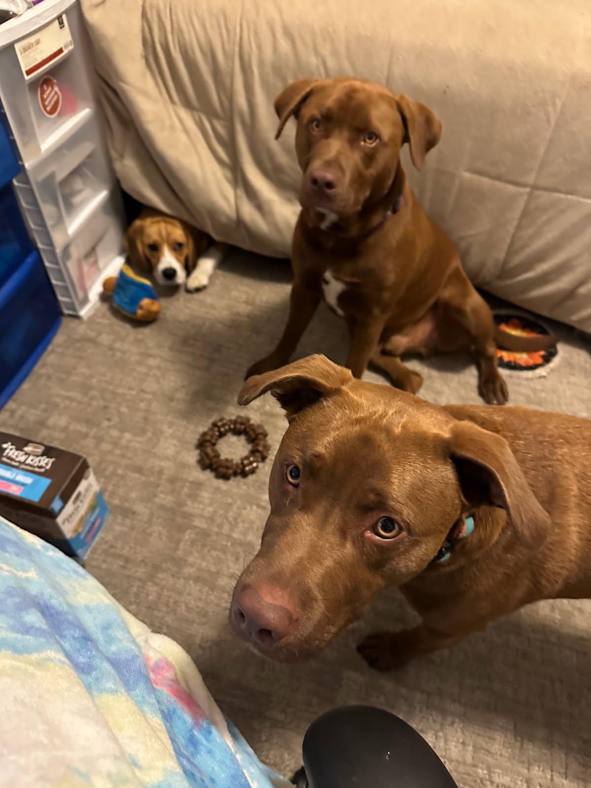 Mercury *BONDED W/ MARS, an adoptable Chocolate Labrador Retriever in Jamestown, ND, 58402 | Photo Image 4