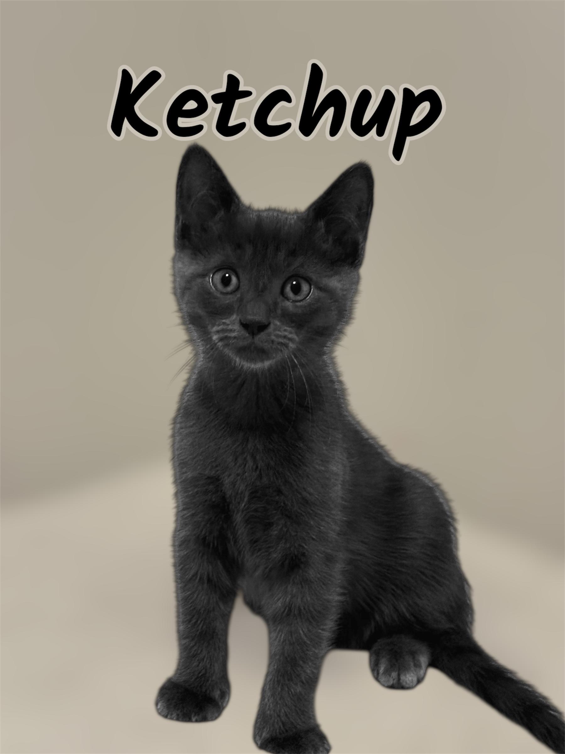 Enlarge Ketchup, an adoptable Domestic Medium Hair in Auburn, CA image 1/1