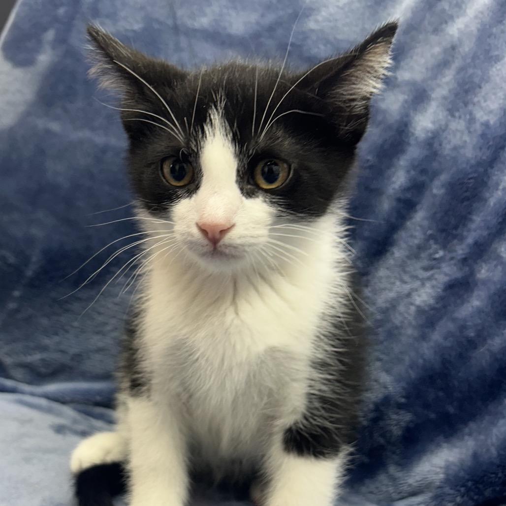 Enlarge Kristoff, a Adoptable Domestic Short Hair in North Canton, OH image 1/1