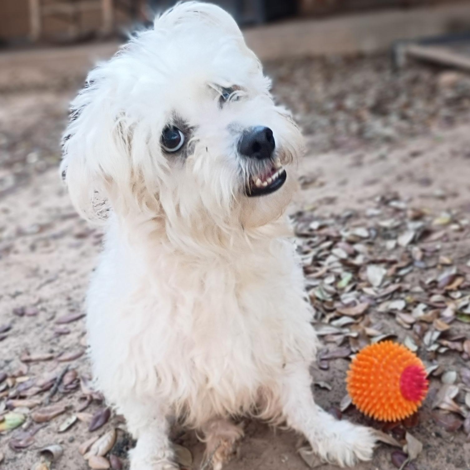 Enlarge Sammy, an adopted mixed breed in Houston, TX image 3/5