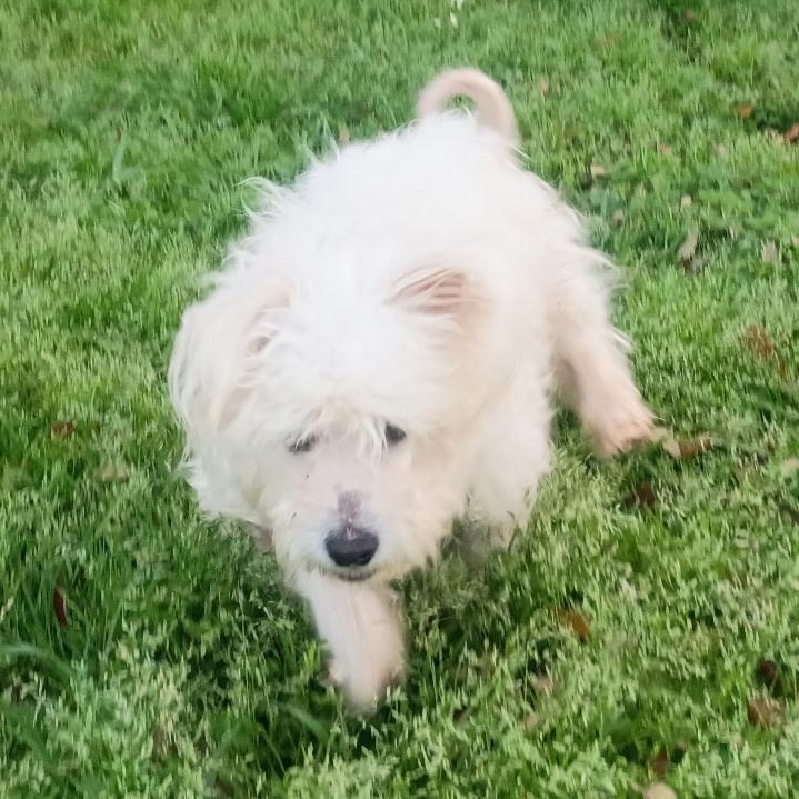 Enlarge Sammy, an adopted mixed breed in Houston, TX image 4/5