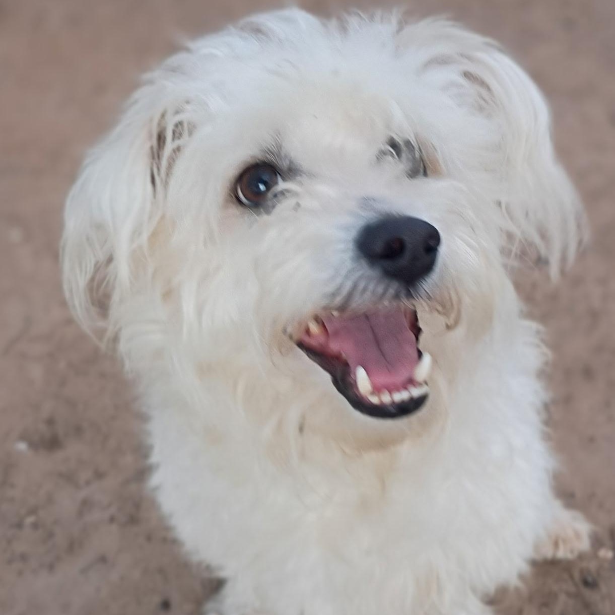 Enlarge Sammy, an adopted mixed breed in Houston, TX image 1/5