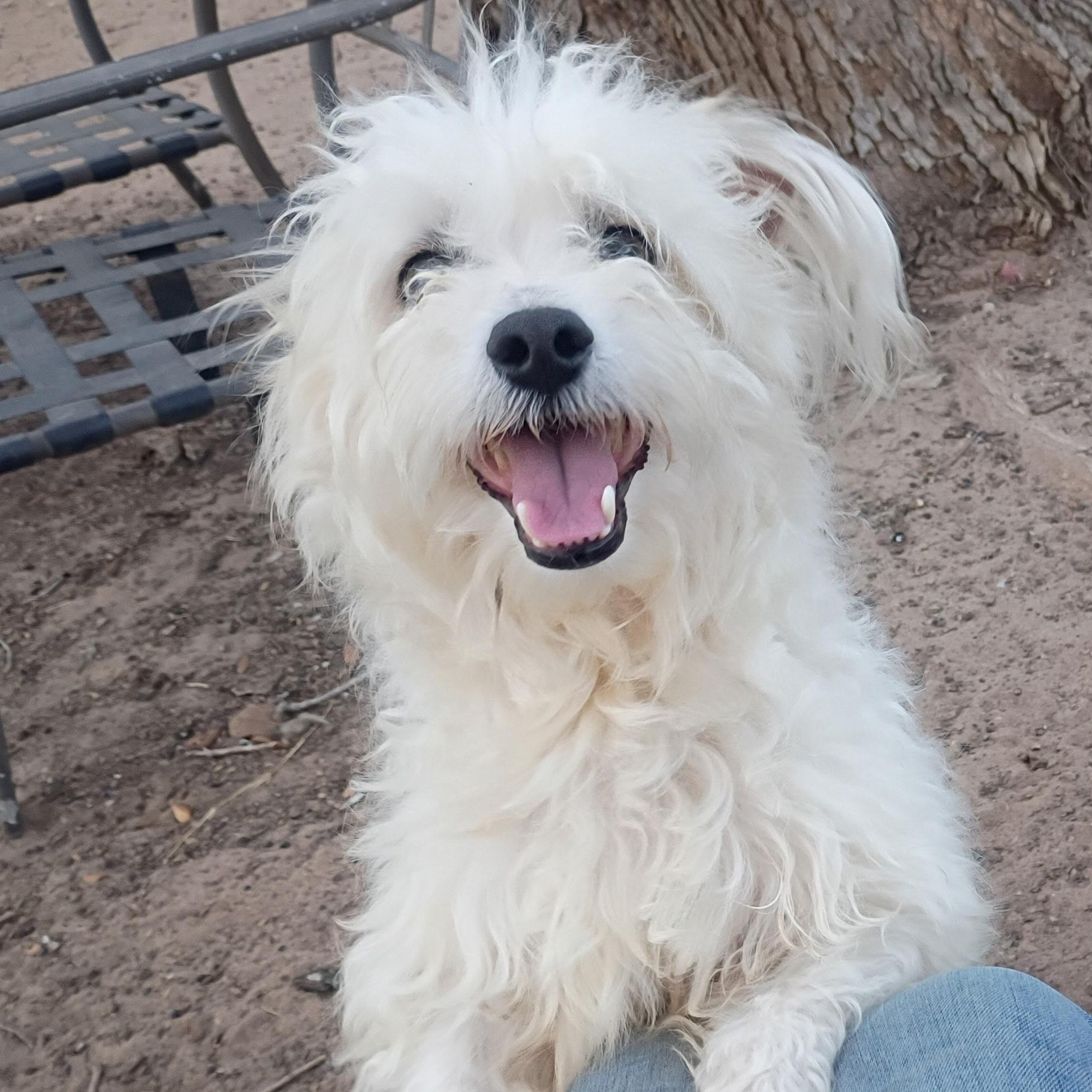 Enlarge Sammy, an adopted mixed breed in Houston, TX image 2/5