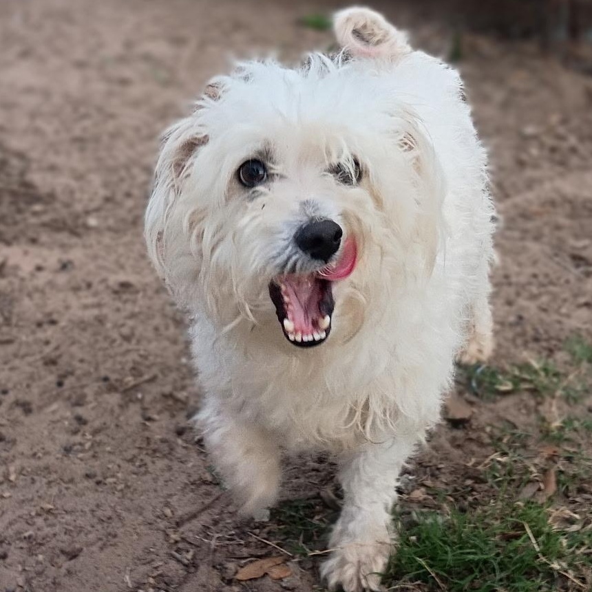 Enlarge Sammy, an adopted mixed breed in Houston, TX image 5/5