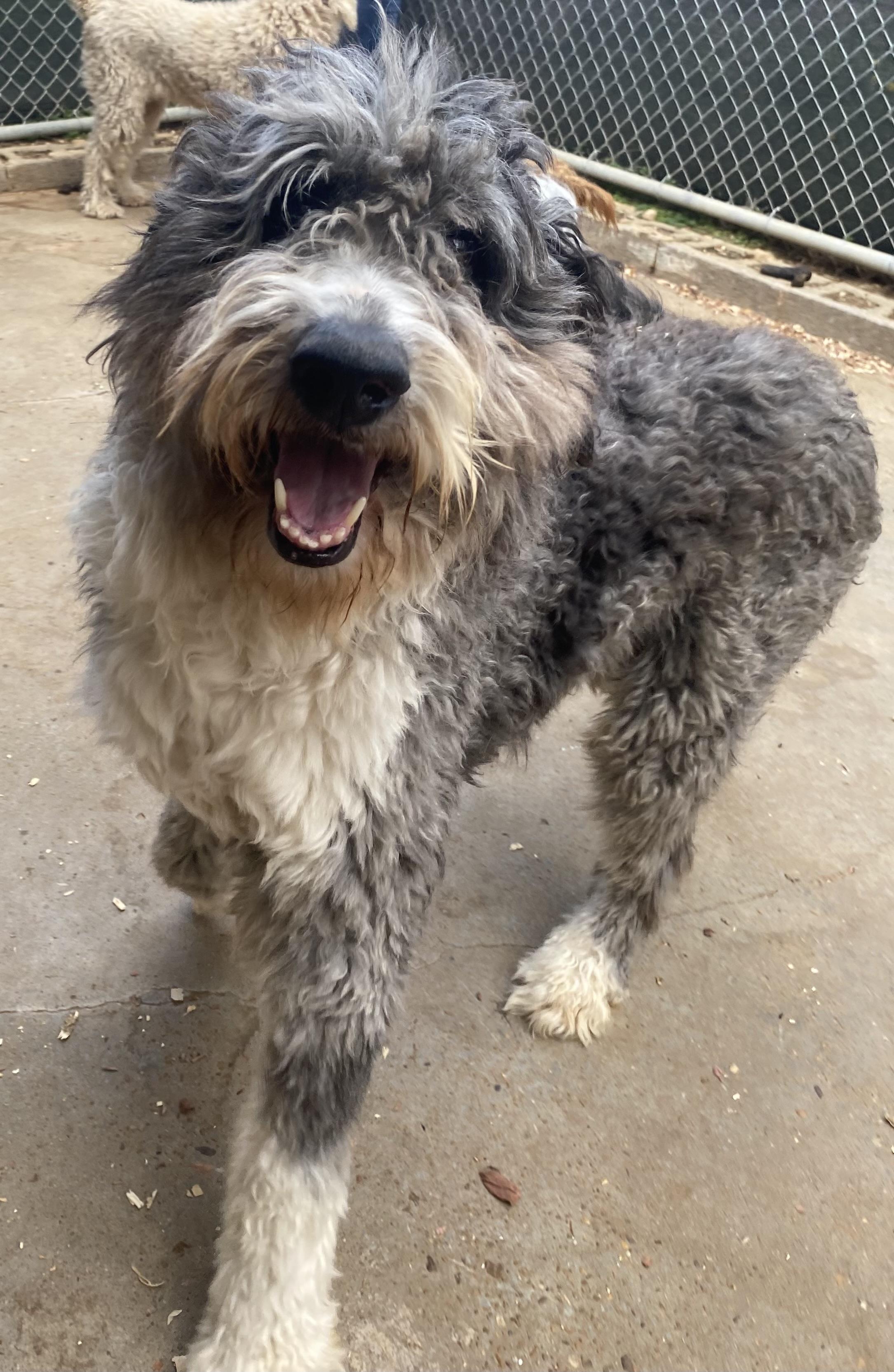 Enlarge Bernie, a ADOPTABLE Bernadoodle in Vinemont, AL image 1/2