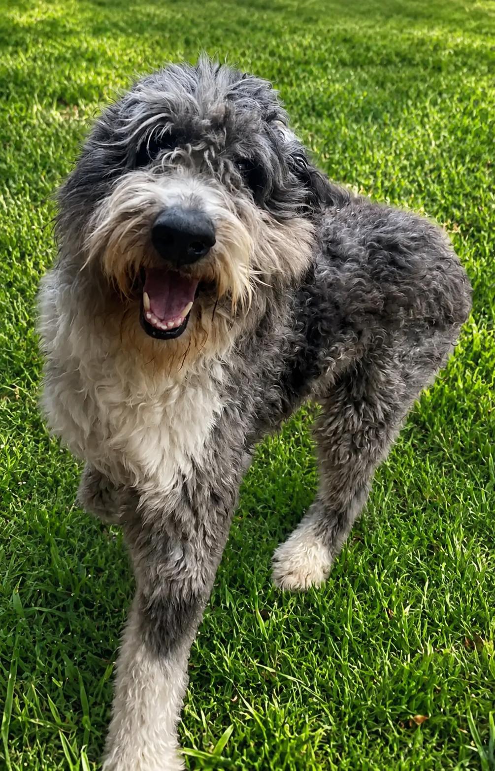 Bernie, ADOPTABLE, Adult Male Bernadoodle.