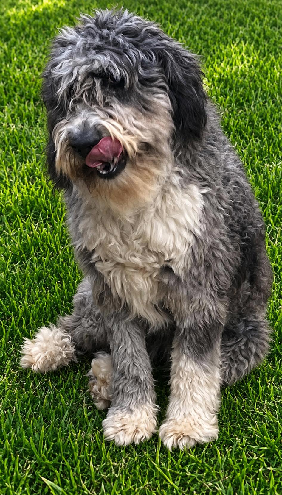 Bernie, a ADOPTABLE Bernadoodle in Vinemont, AL image 2/2