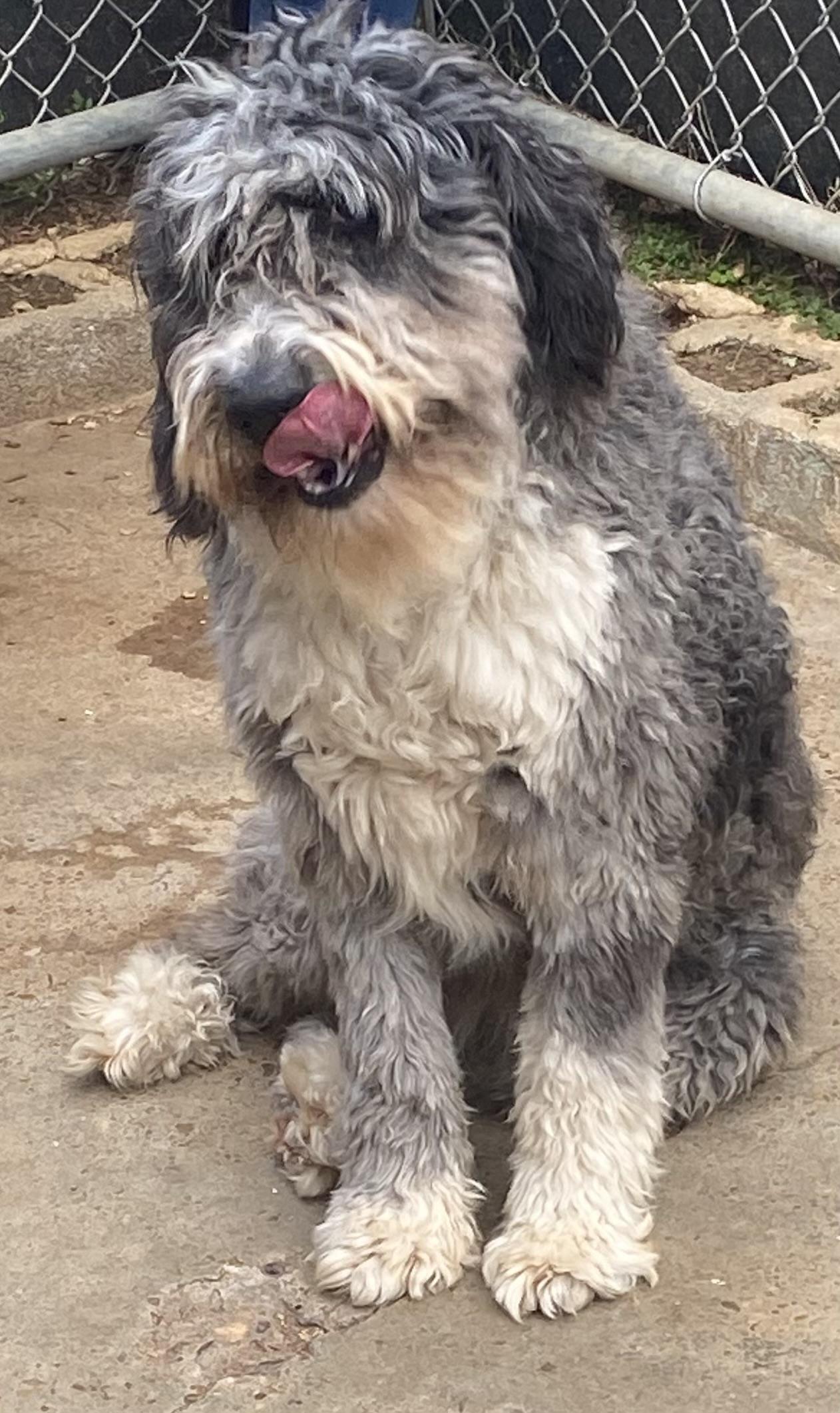 Enlarge Bernie, a ADOPTABLE Bernadoodle in Vinemont, AL image 2/2
