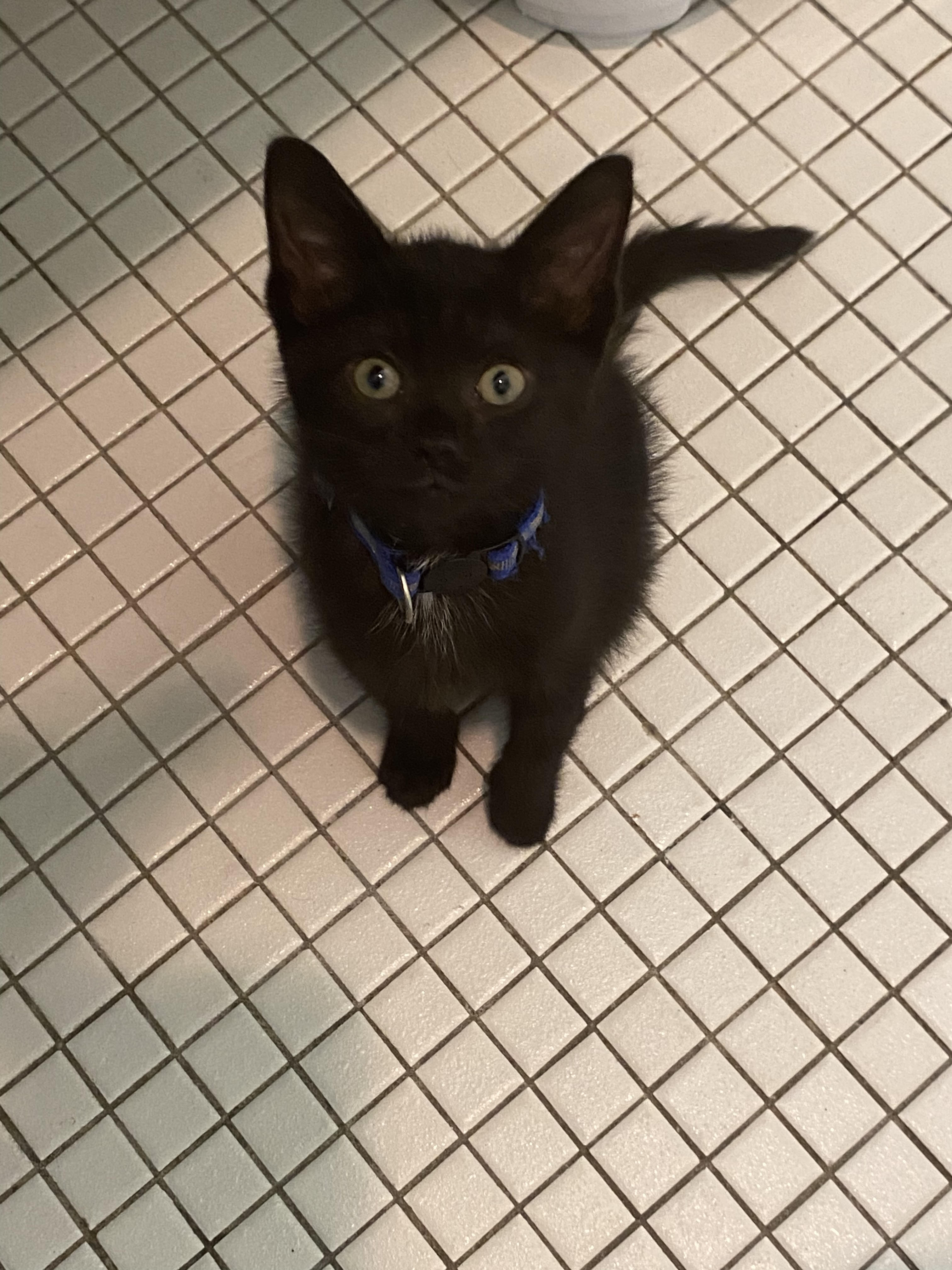 Nova, Adopted, Kitten Female Domestic Short Hair.