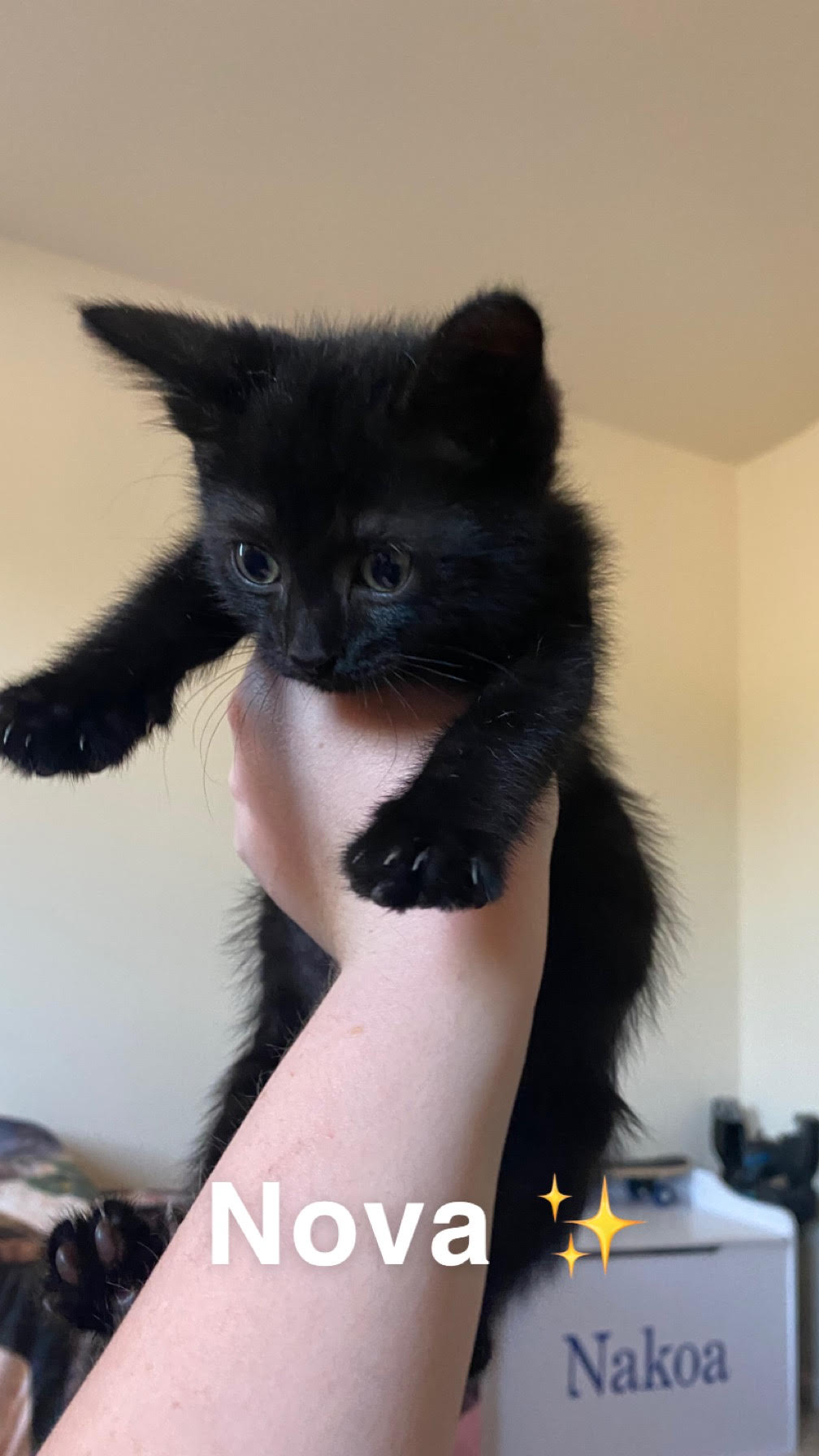 Nova, a Adopted Domestic Short Hair in Westville, NJ image 2/2