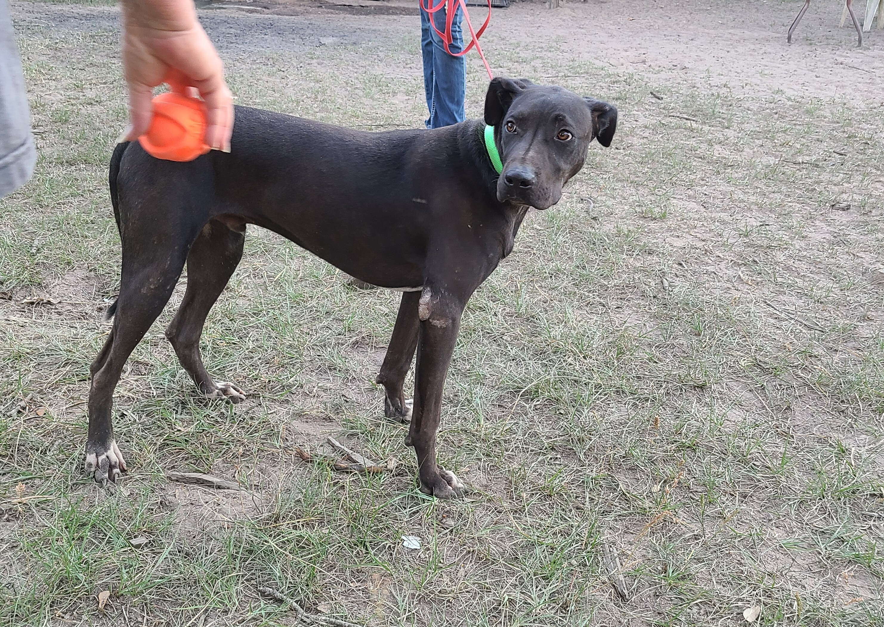 Enlarge Ronni, a Adoptable mixed breed in Sheridan, TX image 1/8