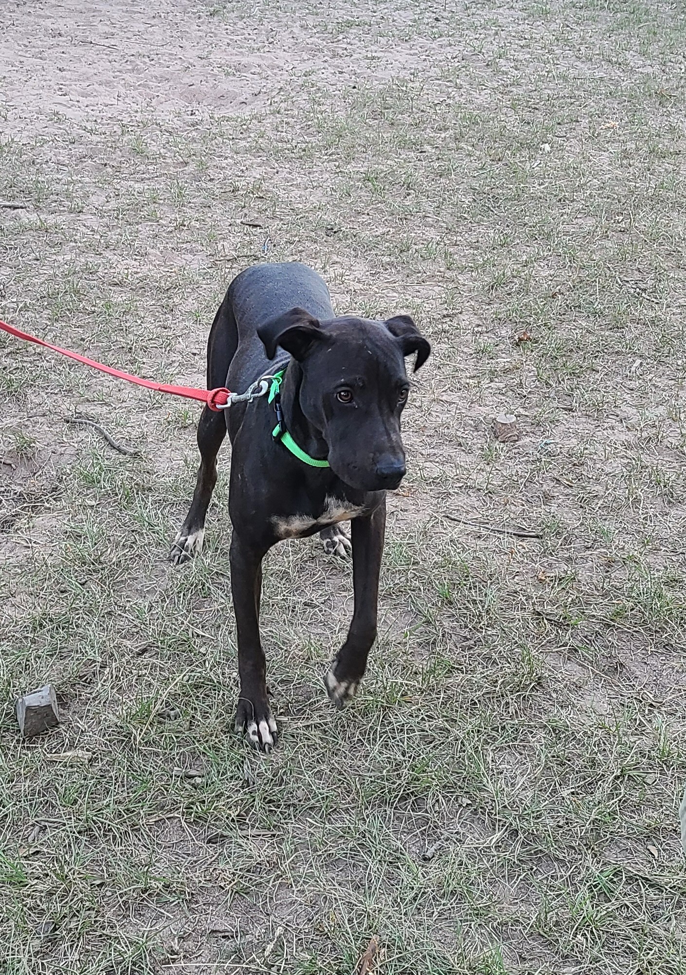 Enlarge Ronni, a Adoptable mixed breed in Sheridan, TX image 2/8