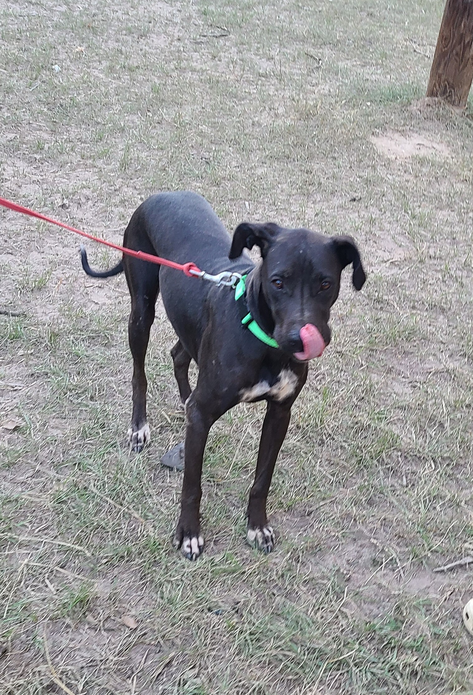 Enlarge Ronni, a Adoptable mixed breed in Sheridan, TX image 3/8