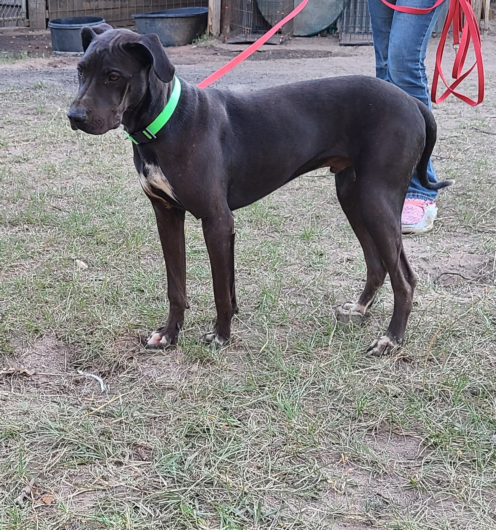 Enlarge Ronni, a Adoptable mixed breed in Sheridan, TX image 4/8