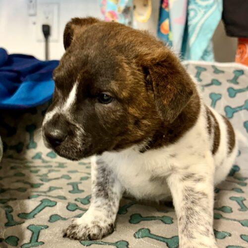 Enlarge Nala, a Adoptable mixed breed in Wilmington, NC image 2/5