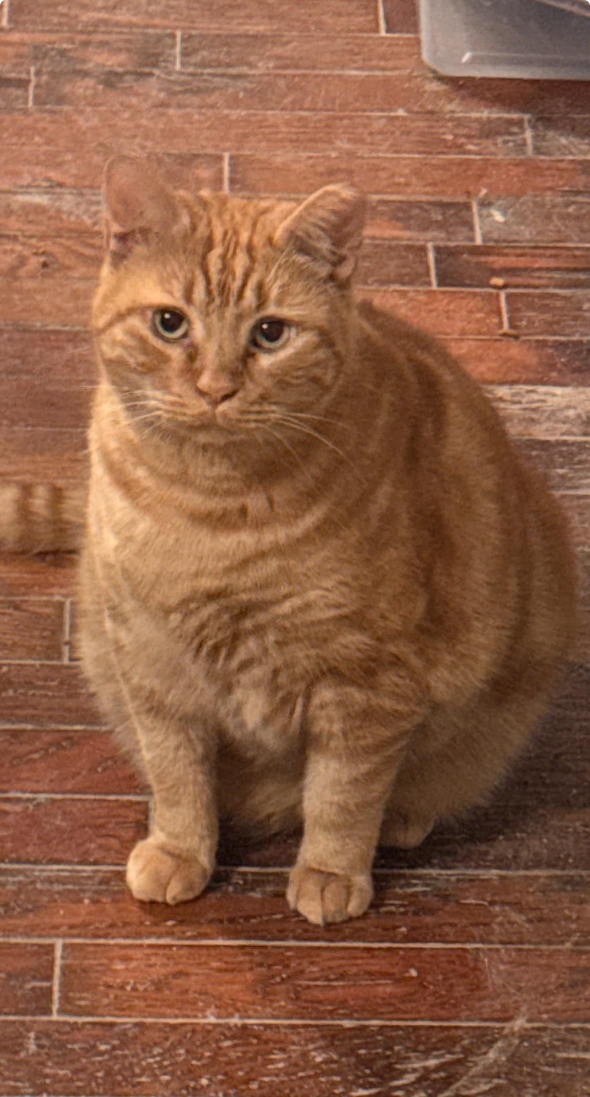 Lester , ADOPTABLE, Adult Male Domestic Short Hair.