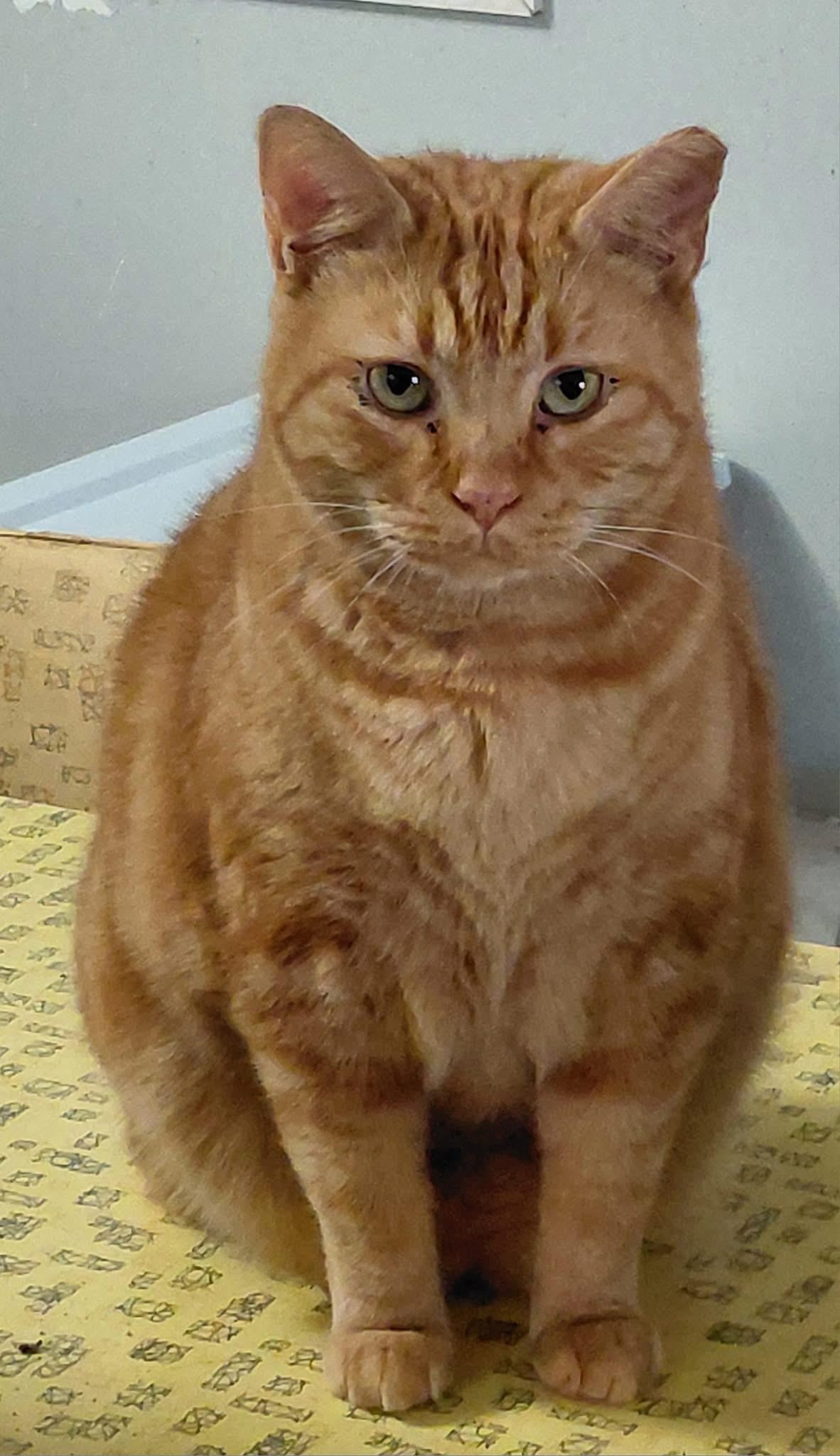 Enlarge Lester , a ADOPTABLE mixed breed in Andersonville, TN image 2/2