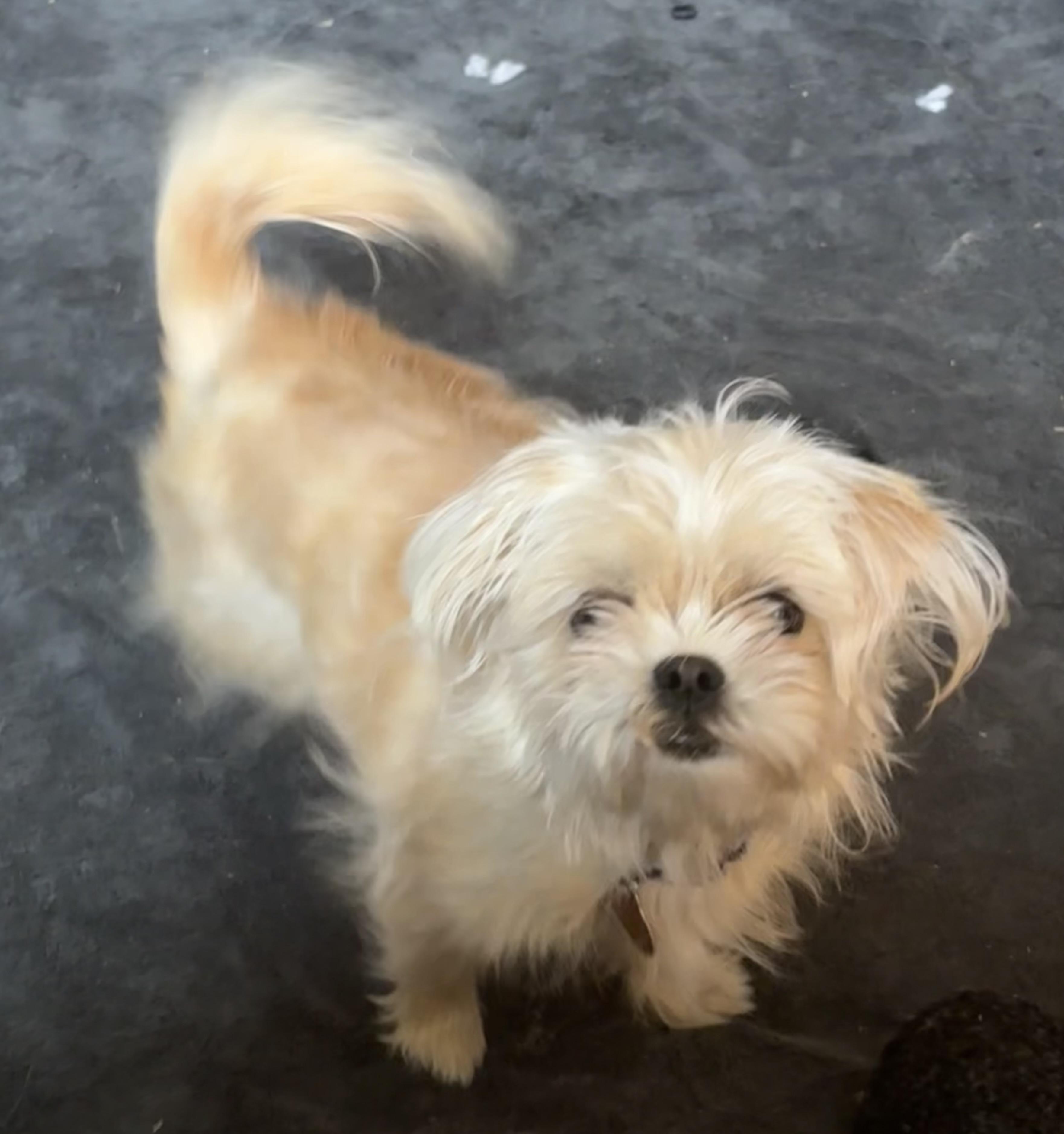 Enlarge Pearl, an adopted mixed breed in Pittsboro, NC image 3/3