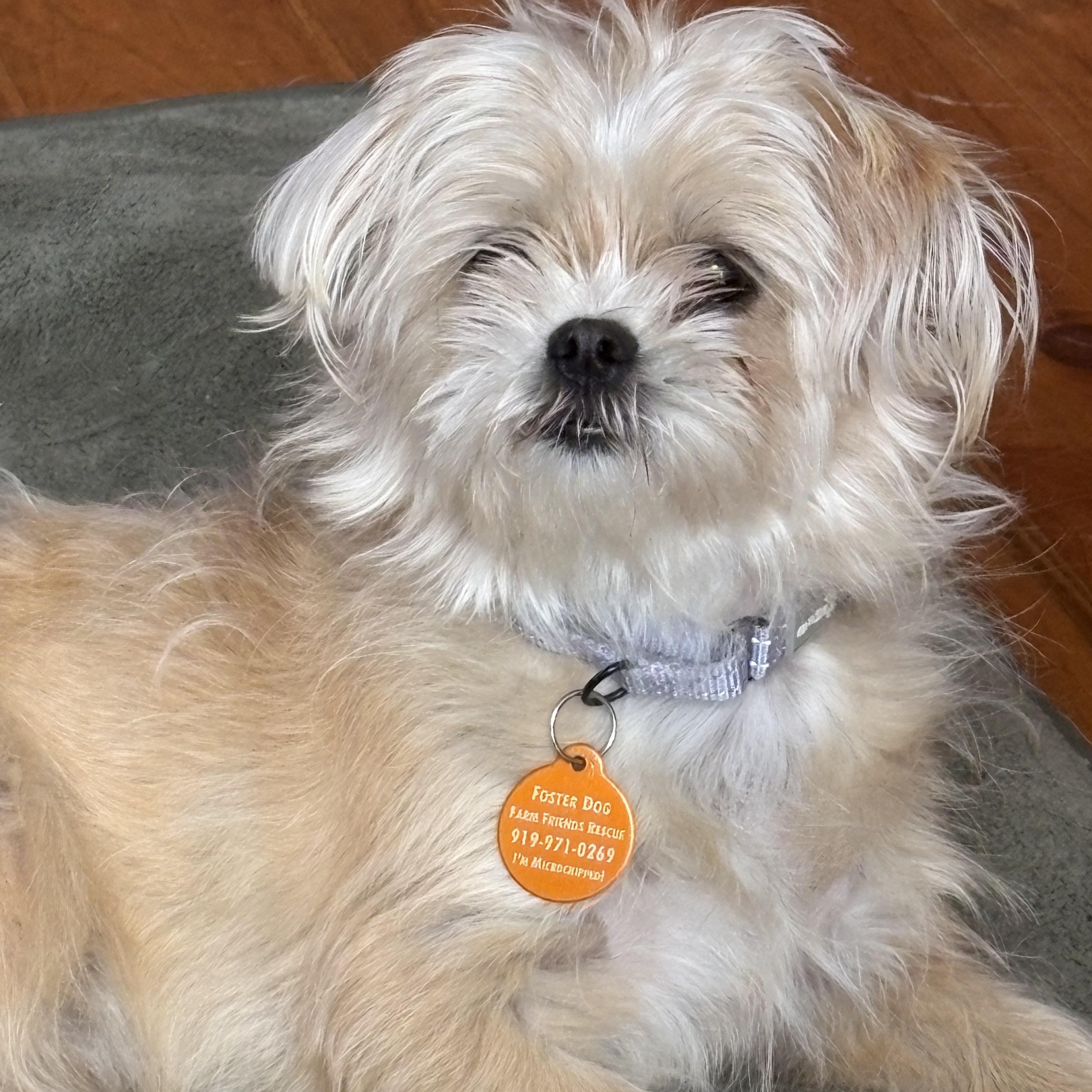 Enlarge Pearl, an adopted mixed breed in Pittsboro, NC image 2/3