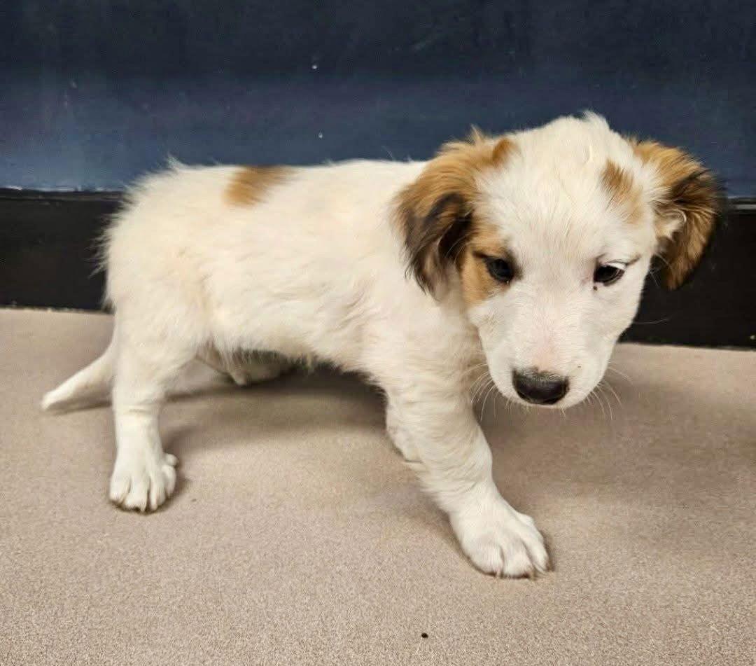 Betty Boop, Adopted, Adult Female Spaniel.