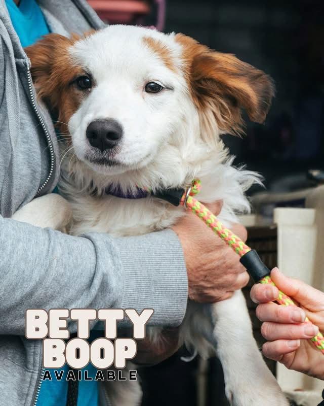 Betty Boop - No More Applications Please!! — thumbnail 2