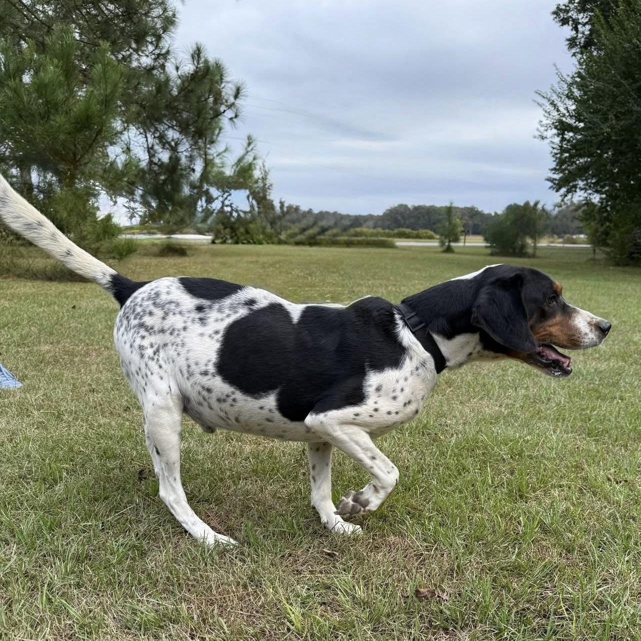 Leroy — thumbnail 2