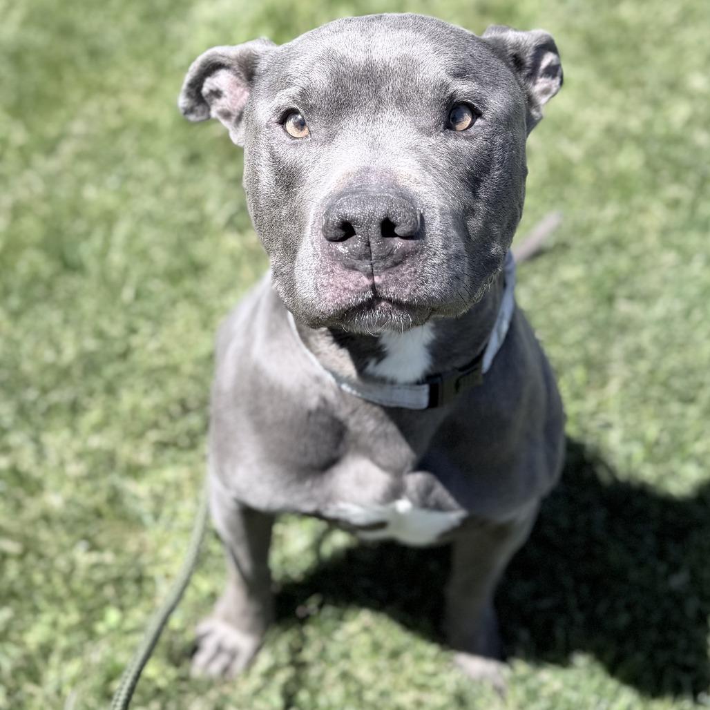 Enlarge Rob, a Adoptable Mixed Breed in Medford, OR image 1/2
