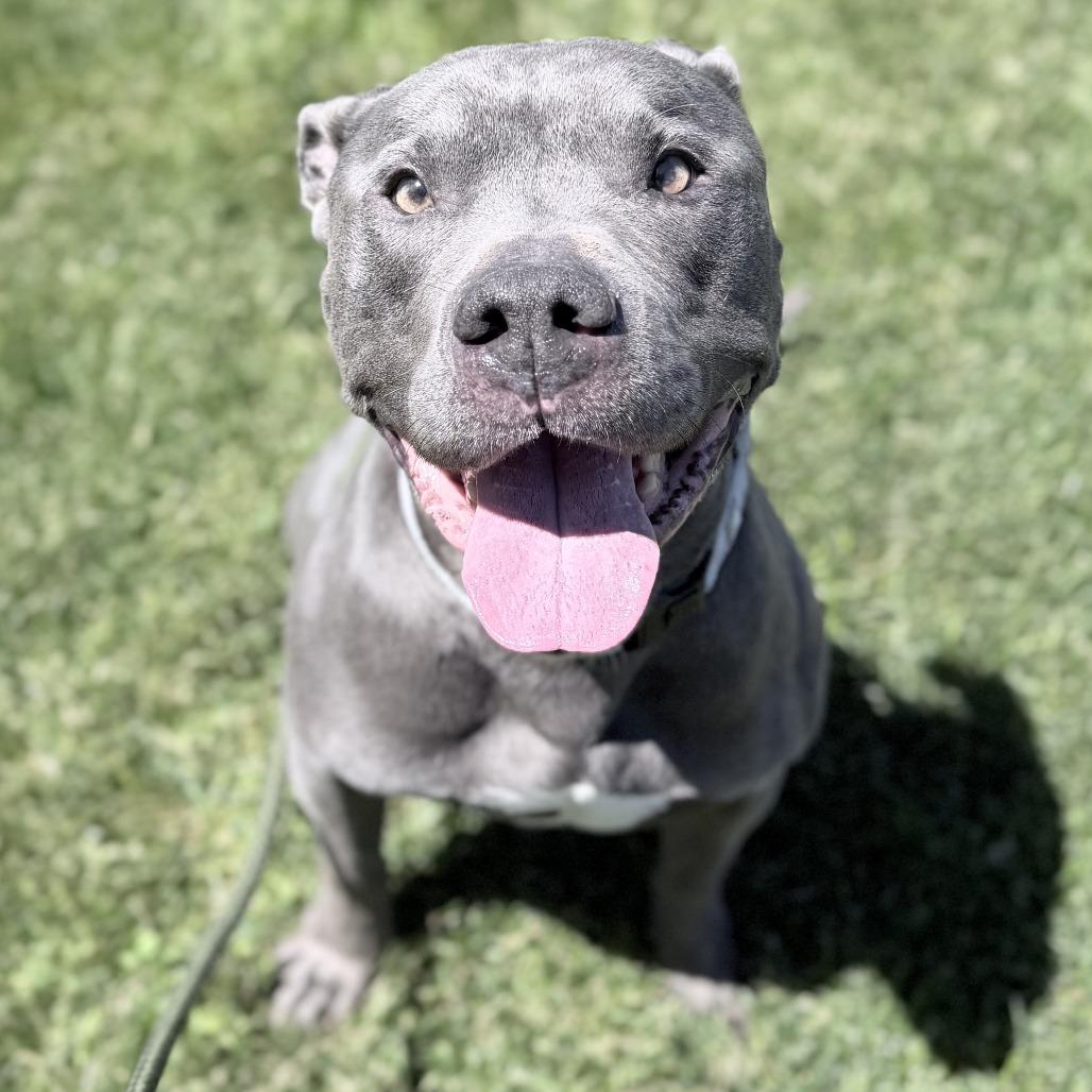 Enlarge Rob, a Adoptable Mixed Breed in Medford, OR image 2/2