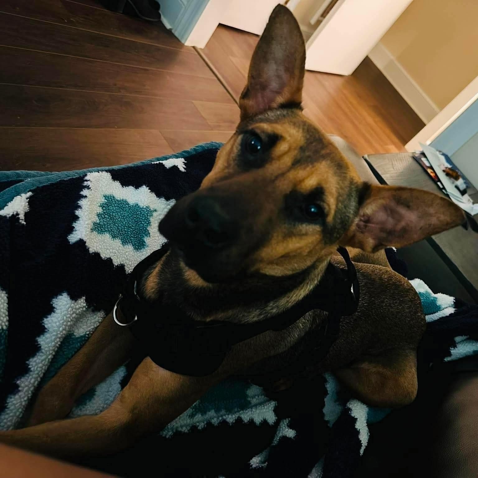 Enlarge Hocus, a Adoptable mixed breed in Charlotte, NC image 5/5