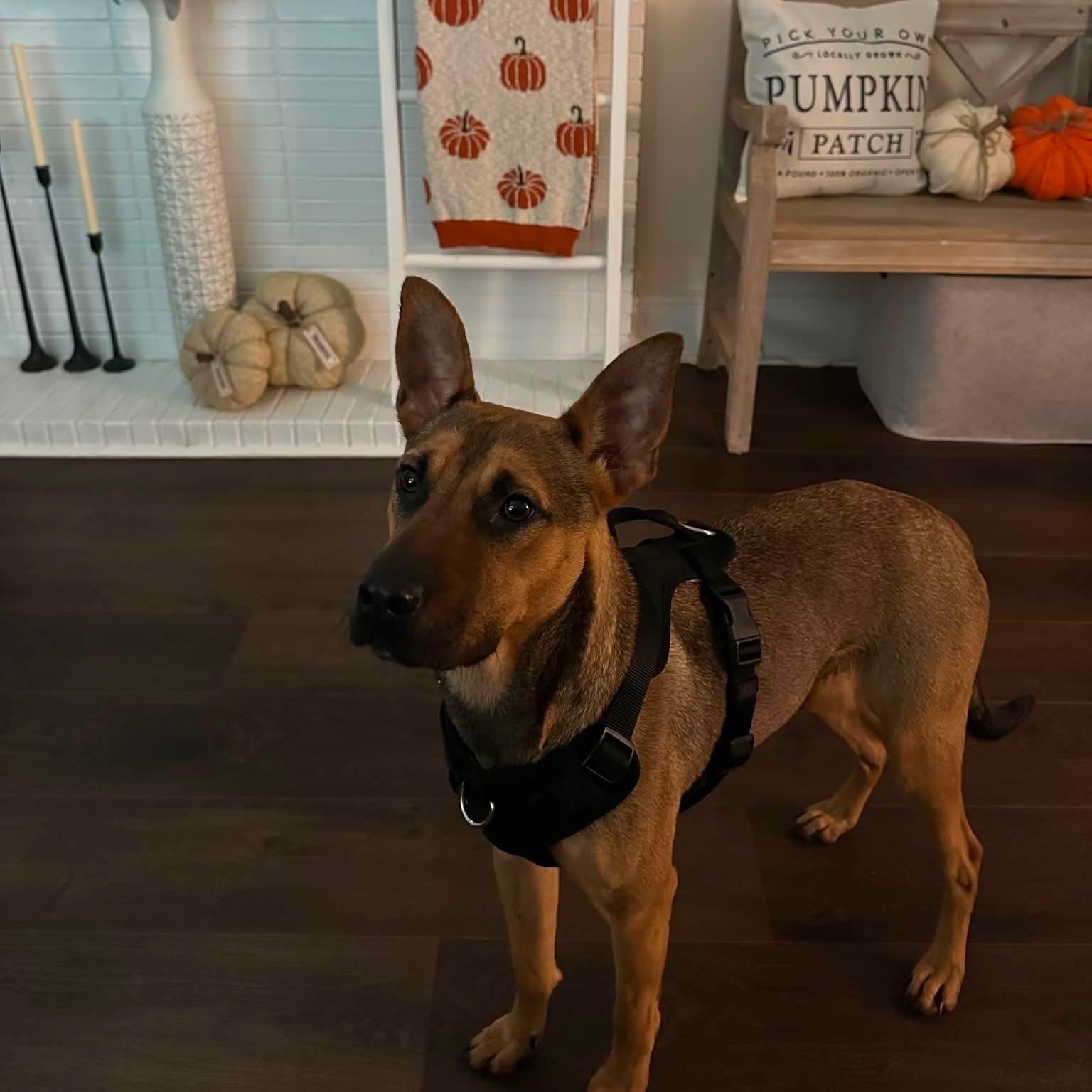 Enlarge Hocus, a Adoptable mixed breed in Charlotte, NC image 4/5