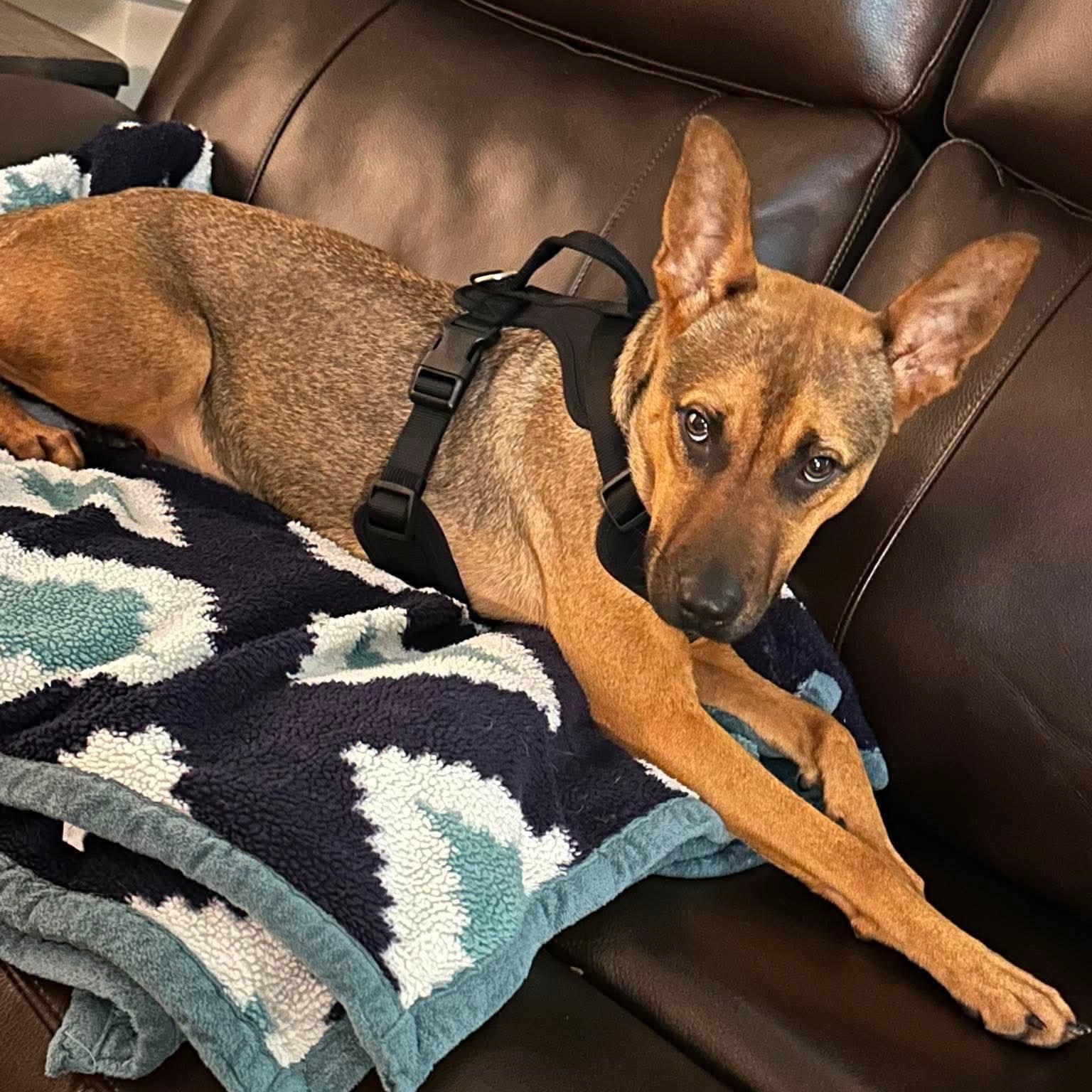 Enlarge Hocus, a Adoptable mixed breed in Charlotte, NC image 3/5