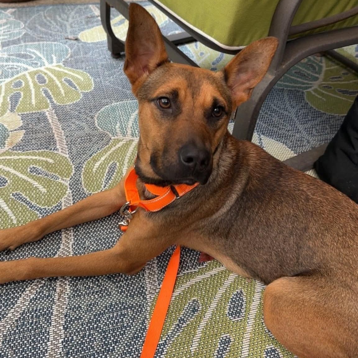 Hocus, Adoptable, Adult Female German Shepherd Dog.