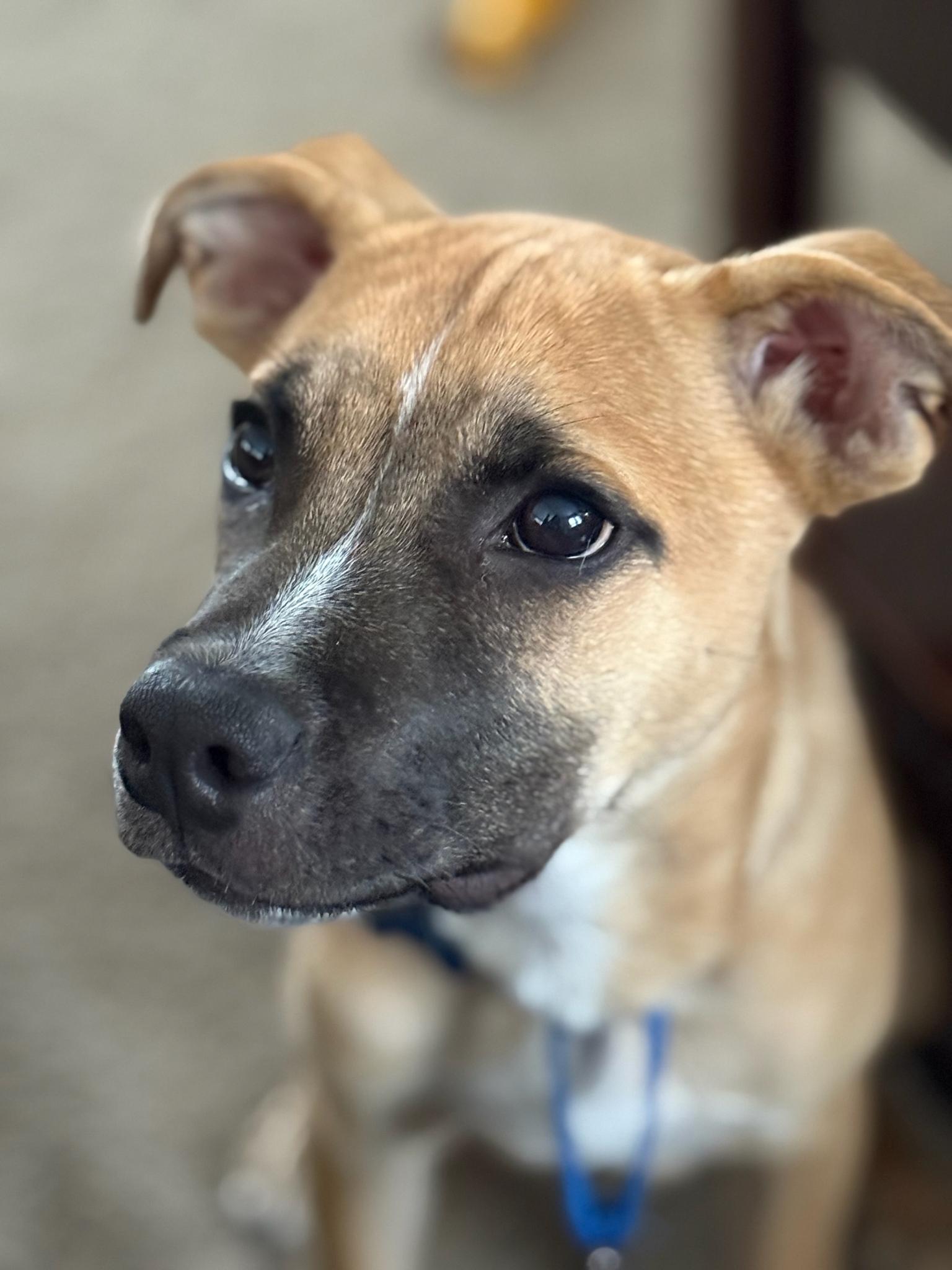 Auggie, ADOPTABLE, Young Male Shepherd.