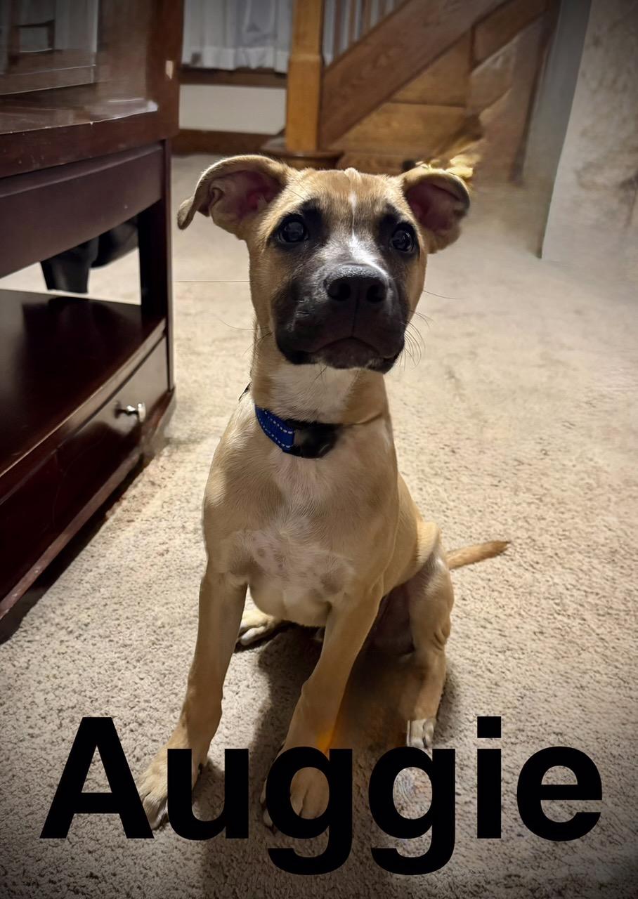 Enlarge Auggie, a ADOPTABLE mixed breed in Rochester, NY image 2/4