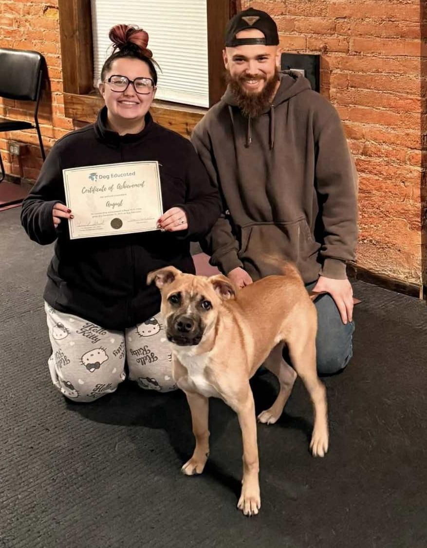 Enlarge Auggie, a ADOPTABLE mixed breed in Rochester, NY image 3/4