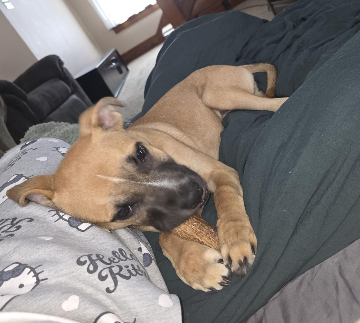 Enlarge Auggie, a ADOPTABLE mixed breed in Rochester, NY image 4/4