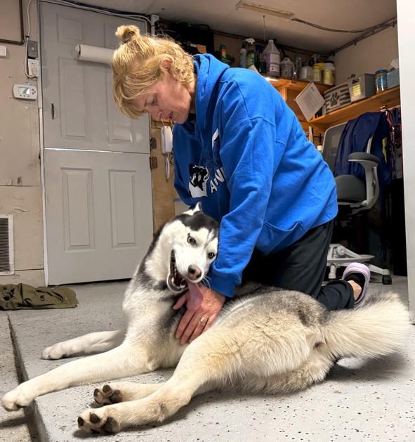 Enlarge Thor, a Adopted Husky in Pelham, NH image 1/6