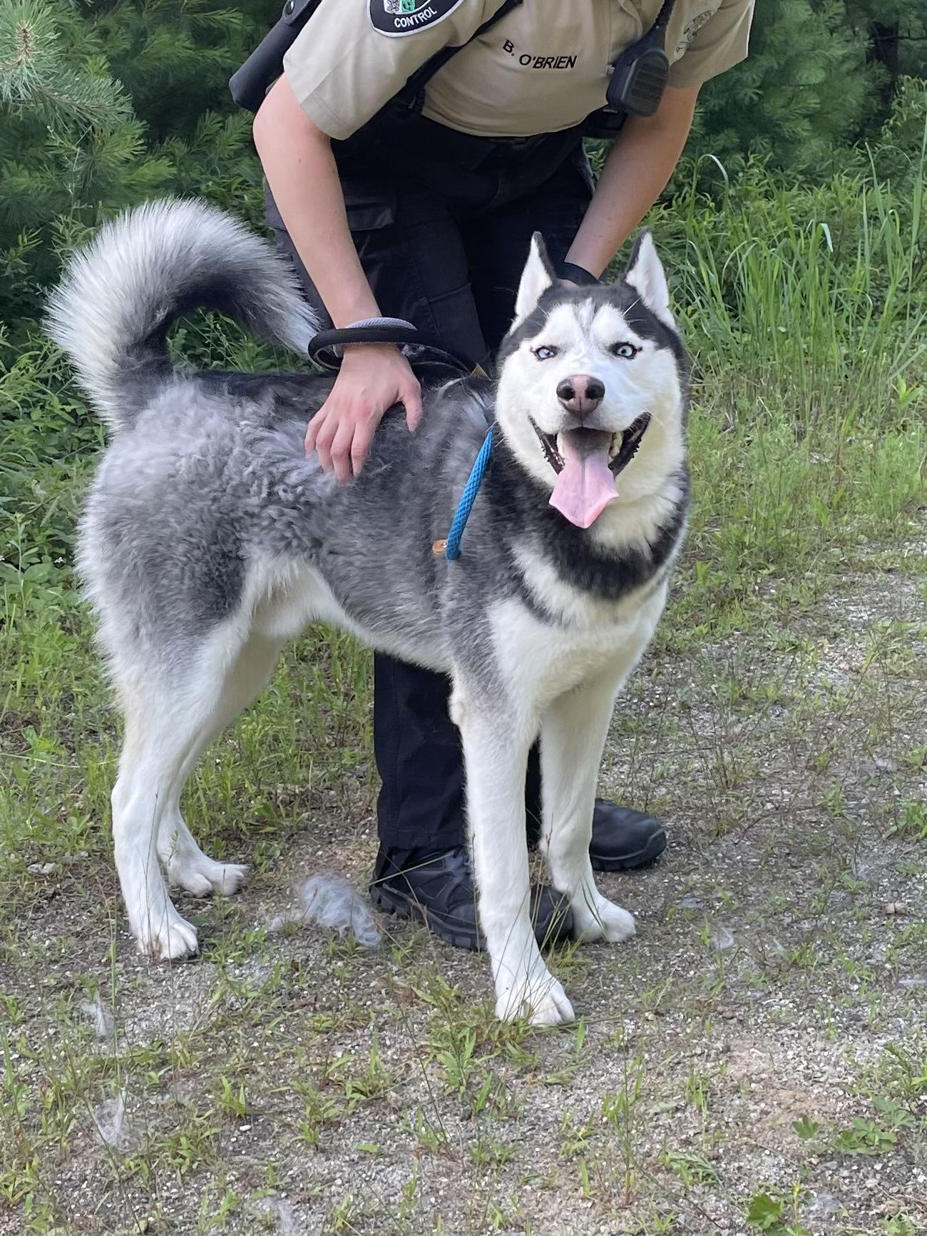 Enlarge Thor, a Adopted Husky in Pelham, NH image 2/6