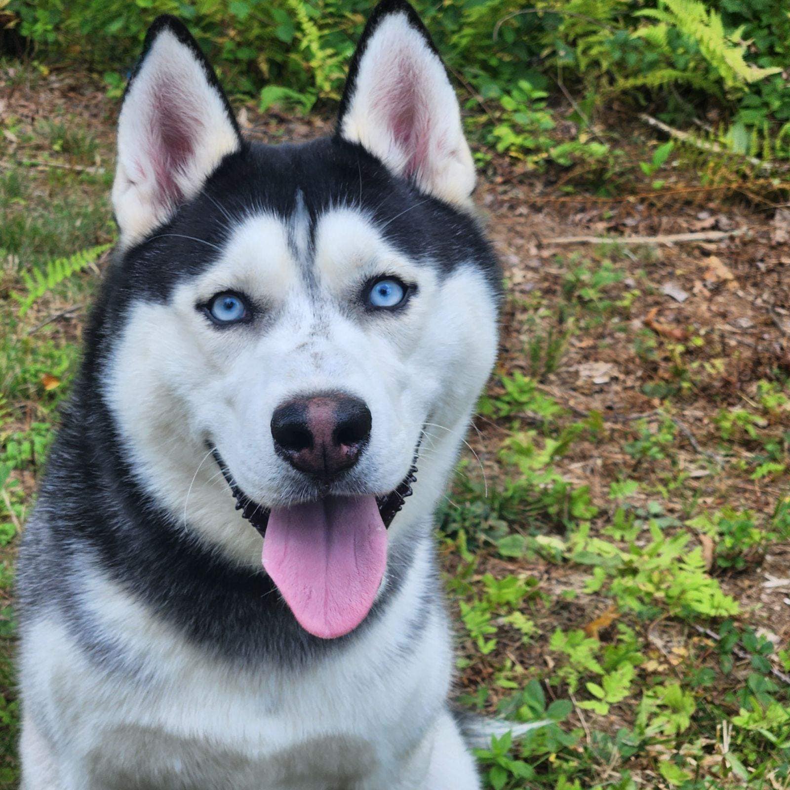Enlarge Thor, a Adopted Husky in Pelham, NH image 4/6