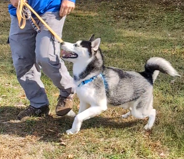 Enlarge Thor, a Adopted Husky in Pelham, NH image 5/6
